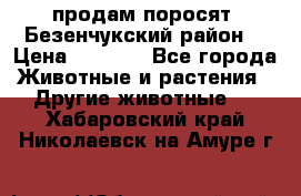 продам поросят .Безенчукский район  › Цена ­ 2 500 - Все города Животные и растения » Другие животные   . Хабаровский край,Николаевск-на-Амуре г.